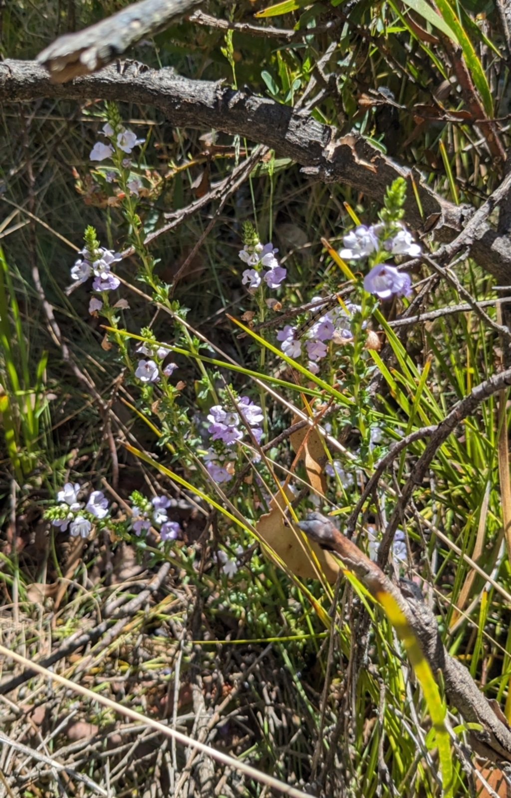 Euphrasia collina subsp. paludosa at Namadgi National Park - 18 Nov 2023