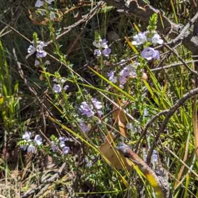 Euphrasia collina subsp. paludosa at Rendezvous Creek, ACT - 17 Nov 2023 by jeremyahagan