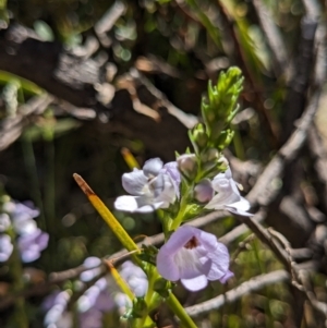 Euphrasia collina subsp. paludosa at Namadgi National Park - 18 Nov 2023 10:45 AM