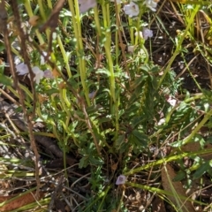 Euphrasia collina subsp. paludosa at Namadgi National Park - 18 Nov 2023 10:45 AM