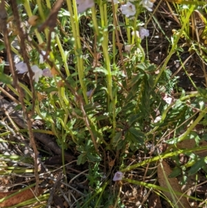 Euphrasia collina subsp. paludosa at Namadgi National Park - 18 Nov 2023 10:45 AM