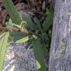 Senecio prenanthoides (Common Forest Fireweed) at Namadgi National Park - 18 Nov 2023 by jeremyahagan