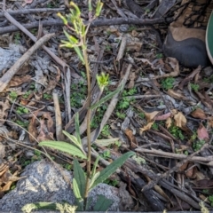 Senecio prenanthoides at Namadgi National Park - 18 Nov 2023 08:30 AM