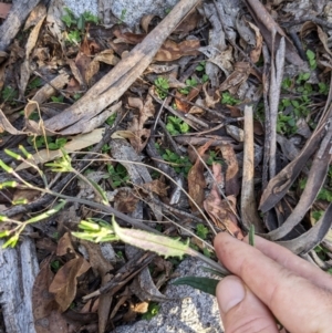 Senecio prenanthoides at Namadgi National Park - 18 Nov 2023 08:30 AM