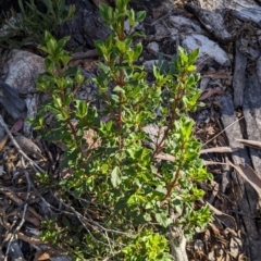 Coprosma hirtella (Currant Bush) at Rendezvous Creek, ACT - 17 Nov 2023 by jeremyahagan