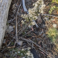 Olearia erubescens (Silky Daisybush) at Namadgi National Park - 18 Nov 2023 by jeremyahagan