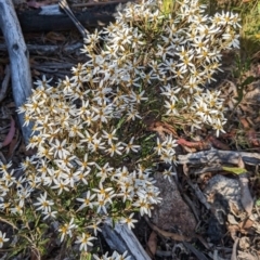 Olearia erubescens at Namadgi National Park - 18 Nov 2023 08:27 AM