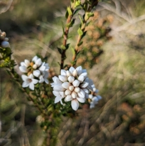 Epacris breviflora at Namadgi National Park - 18 Nov 2023