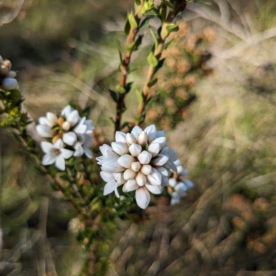 Epacris breviflora (Drumstick Heath) at Rendezvous Creek, ACT - 17 Nov 2023 by jeremyahagan