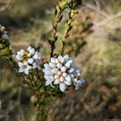 Epacris breviflora (Drumstick Heath) at Namadgi National Park - 17 Nov 2023 by jeremyahagan