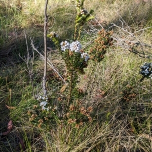 Epacris breviflora at Namadgi National Park - 18 Nov 2023