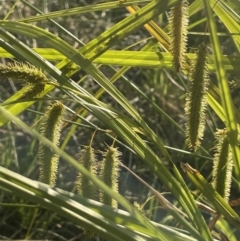 Carex fascicularis (Tassel Sedge) at O'Connor, ACT - 18 Nov 2023 by JaneR