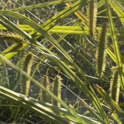 Carex fascicularis (Tassel Sedge) at O'Connor, ACT - 18 Nov 2023 by JaneR