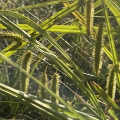Carex fascicularis (Tassel Sedge) at FGD020: O'Connor Ridge Dam - 18 Nov 2023 by JaneR