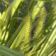 Carex fascicularis at FGD020: O'Connor Ridge Dam - 18 Nov 2023