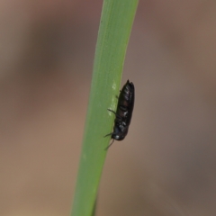 Buprestidae sp. (family) (Unidentified jewel beetle) at Higgins Woodland - 17 Nov 2023 by Trevor