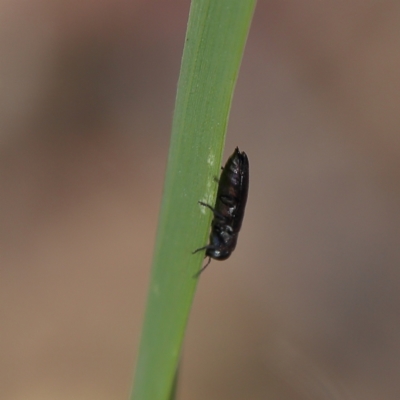 Unidentified Jewel beetle (Buprestidae) at Higgins, ACT - 17 Nov 2023 by Trevor