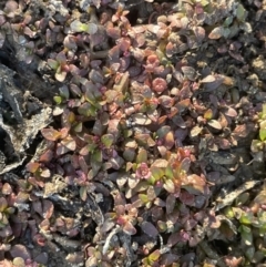 Elatine gratioloides (Waterwort) at Bruce Ridge - 18 Nov 2023 by JaneR