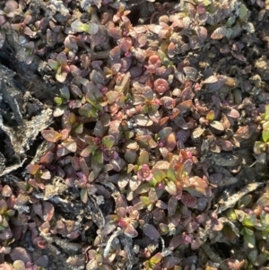 Elatine gratioloides at Bruce Ridge - 18 Nov 2023