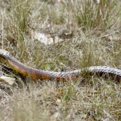 Notechis scutatus (Tiger Snake) at Namadgi National Park - 17 Nov 2023 by BirdoMatt