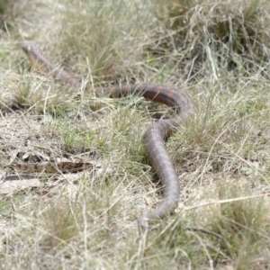 Notechis scutatus at Namadgi National Park - 17 Nov 2023