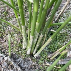 Eleocharis acuta (Common Spike-rush) at O'Connor, ACT - 18 Nov 2023 by JaneR