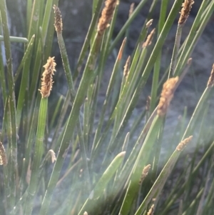 Eleocharis acuta at Bruce Ridge - 18 Nov 2023 06:49 PM