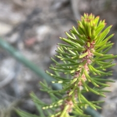 Myriophyllum crispatum (Water Millfoil) at Bruce Ridge - 18 Nov 2023 by JaneR