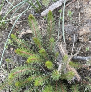 Myriophyllum crispatum at Bruce Ridge - 18 Nov 2023 06:44 PM