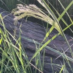 Lachnagrostis filiformis (Blown Grass) at Bruce Ridge - 18 Nov 2023 by JaneR