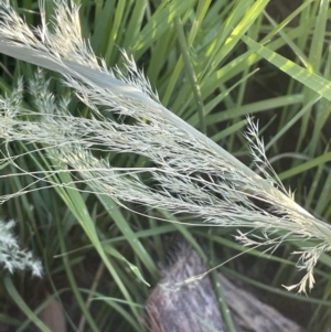 Lachnagrostis filiformis at Bruce Ridge - 18 Nov 2023 06:49 PM