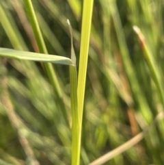 Amphibromus nervosus at FGD020: O'Connor Ridge Dam - 18 Nov 2023