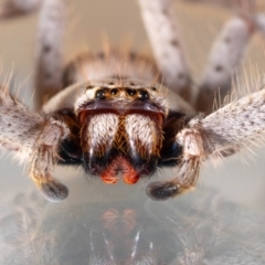 Isopeda canberrana (Canberra Huntsman Spider) at Jerrabomberra, NSW - 18 Nov 2023 by MarkT