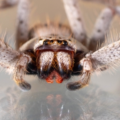 Isopeda canberrana (Canberra Huntsman Spider) at Jerrabomberra, NSW - 18 Nov 2023 by MarkT