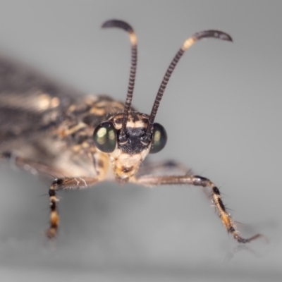 Glenoleon pulchellus (Antlion lacewing) at Jerrabomberra, NSW - 18 Nov 2023 by MarkT