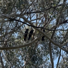 Calyptorhynchus lathami (Glossy Black-Cockatoo) at Brunswick Heads, NSW - 24 Oct 2023 by WallumWarrior
