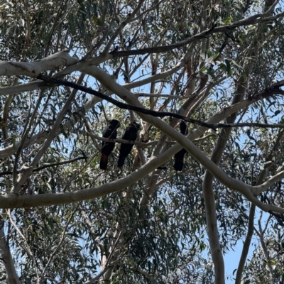 Calyptorhynchus lathami lathami (Glossy Black-Cockatoo) at Wallum - 24 Oct 2023 by WallumWarrior