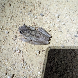 Litoria peronii at Mulligans Flat - 20 Oct 2023