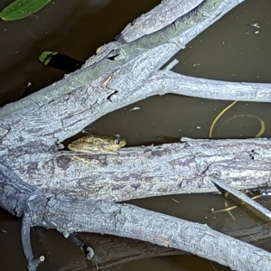 Litoria peronii at Mulligans Flat - 20 Oct 2023