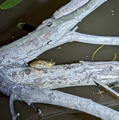 Litoria peronii (Peron's Tree Frog, Emerald Spotted Tree Frog) at Mulligans Flat - 20 Oct 2023 by RobynHall