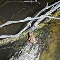 Litoria verreauxii verreauxii (Whistling Tree-frog) at Mulligans Flat - 20 Oct 2023 by RobynHall