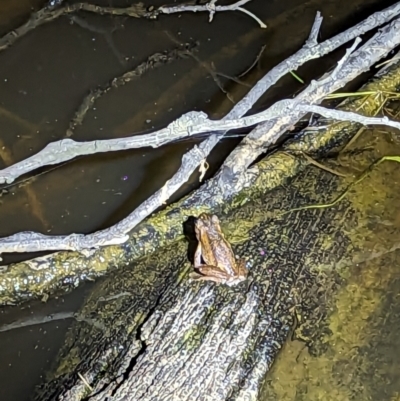 Litoria verreauxii verreauxii (Whistling Tree-frog) at Forde, ACT - 20 Oct 2023 by RobynHall