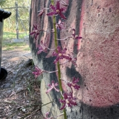 Dipodium variegatum (Blotched Hyacinth Orchid) at Brunswick Heads, NSW - 18 Nov 2023 by WallumWarrior