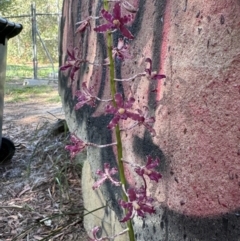 Dipodium variegatum (Blotched Hyacinth Orchid) at Wallum - 19 Nov 2023 by WallumWarrior