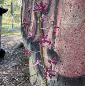 Dipodium variegatum at Wallum - suppressed