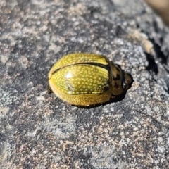 Paropsisterna cloelia (Eucalyptus variegated beetle) at Cotter River, ACT - 18 Nov 2023 by Csteele4