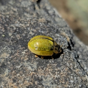Paropsisterna cloelia at Namadgi National Park - 18 Nov 2023