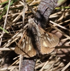 Trapezites phigalia (Heath Ochre) at Namadgi National Park - 18 Nov 2023 by Csteele4