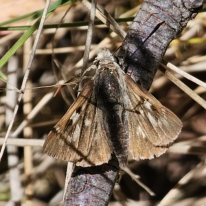 Trapezites phigalia at Namadgi National Park - 18 Nov 2023