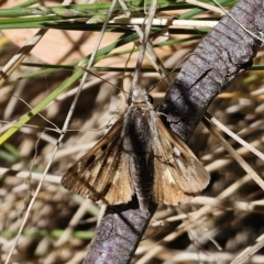 Trapezites phigalia at Namadgi National Park - 18 Nov 2023